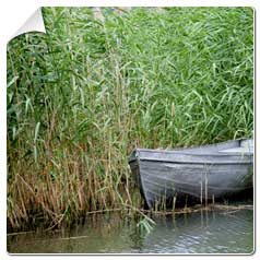 Bambou Bambu Bamboo 3